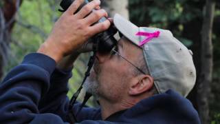 Northern Pygmy Owl - Fledgling Banding