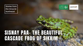 Sisnay Paa - The Beautiful Cascade Frog of Sikkim | Stories from the Ground: Northeast India | THT