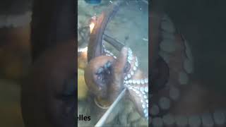 PESCA SUBMARINA PULPO CON EL GANCHO A POCA PROFUNDIDAD