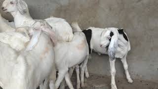 Qasmi goat farm pipar