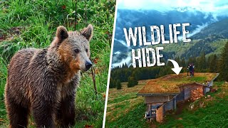 Exploring Wildlife of Carpathian Mountains / Travel Carpathia