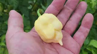 White Moruga Scorpion plant.