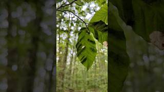 The UNFORTUNATE RESULTS of BEECH LEAF DISEASE