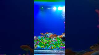 New Decoration| Aquarium Decoration idea| RDS Aquatic's #aquriamfish #fish #youtubeshorts