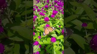 Beautiful flowers with butterfly #flowers #butterfly #nature #kaibigangala #davesibaltv