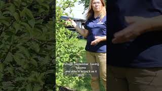 Identifying and Pruning Your Panicle Hydrangea Bush