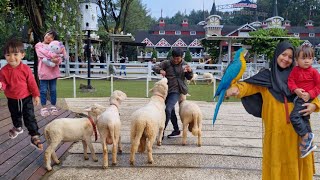 LIBURAN KE CIMORY DIARYLAND PUNCAK BOGOR || BIAS HAFSAH HAPPY SEKALI BERMAIN DI CIMORY