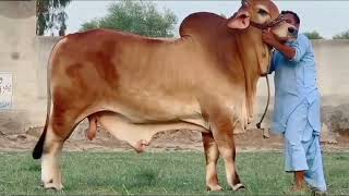 Big Brahman Bull Available For Qurbani 2025