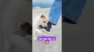 #Her play time #lily🐕🥰#Shorts#youtubeshorts #shortvideo