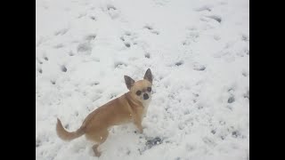 THE CHIHUAHUAS OF THE SNOWS