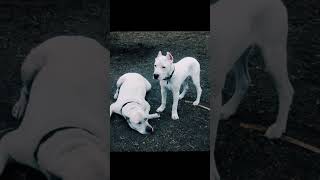 Dogo Argentino Brothers #Shorts #Viral Short