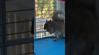 Milty the Rescued Baby Squirrel Done With Peanut Wants Mommy