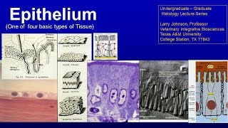 10. Epithelium Lecture