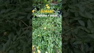 bonsai cantik  lantana