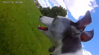 Whippet playing with pug with Action Cam