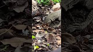 Monitor Lizards at Botanic Gardens, Singapore ( Tanglin Gate)