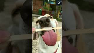 Funny Dog🐕🍦Eat Ice Cream