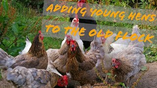 How to Safely Mix New Hens with Old Hens: Retro Upload