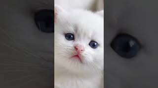 cute cats