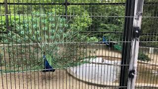 Fukuoka/Hakata-Shimonoseki 福岡／博多-下関 🎌 Jun 2018 🎌🍈 - Fukuoka Zoo and Bontanical Garden 🦈 20180612