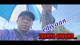 MANCING MANIA || Ediyaaan.... Mancing di sini ikan mujairnya babon2..