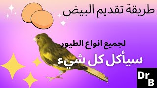 هكذا يقدم البيض للطيور 100٪ اكل طيور الكناري #كناري