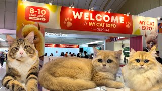 Lots of cats at My Cat Expo IOI City Mall - Expo Kucing