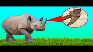 🤔 Why Do Hunters Cut Off The Horns Of A Rhinos #shorts