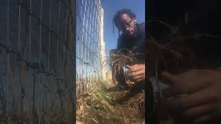 Japanese Hops #shorts #asmr  #farming #invasive #weeding