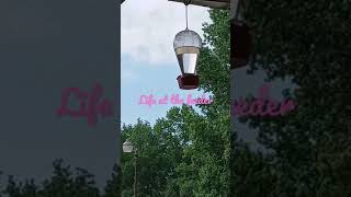 Life at the Hummingbird Feeder