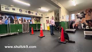 Obedience training