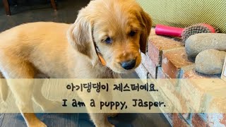 🇺🇸골든리트리버 제스퍼와의 첫만남| Golden retriver puppy| 새끼강아지 입양| 캘리포니아 사는 아기댕댕이