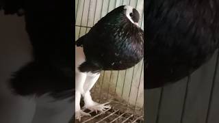 female #pigeon #fancy #kabootar #bd #shortvideo #shortsyoutube #pet #shortvideo #shorts