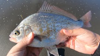 California Redtail Surf Perch Fishing In Mid-April 2020 (Fishing Report)