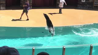 Sea Lion Full Show 4K - SeaWorld Orlando Florida