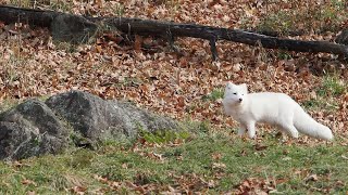 Arctic Fox, Parc Omega