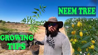 Growing NEEM Tree | EVERYTHING You Need To Know!