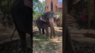 Elephant#youtubeshorts#elephant #elephantdance#babyelephants