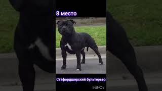 #собаки #собачки #doglovers #питомцы