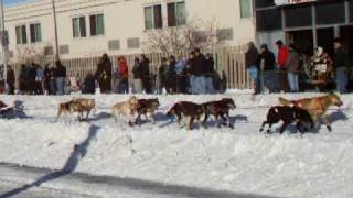 Iditarod 2009