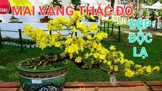 Mai dáng đổ Bình Định siêu đẹp. lh 0772447449