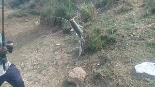 Fish hunting🐟catch singhara fish🐟rod fishing #fishing#hook#shikari