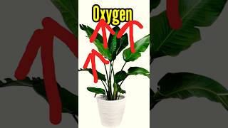 Dark oxygen #facts #shorts #trending #new1facts