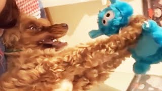 😂Funniest Dog Videos 2020😂 - Can’t Stop Laughing [Funny Pets]