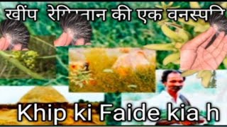 Khip ka faide क्या आपने बनाई है ये सब्जी? khipoli Ke kitne fide hote hen खींप - रेगिस्तान की एक