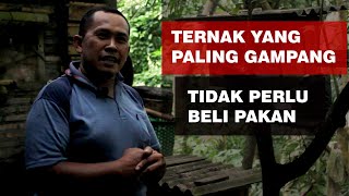 TEKNIK BUDIDAYA LEBAH MADU //lebah madu liar untuk di ternak dan budidaya