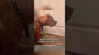 When you go to the bathroom, your dog ....