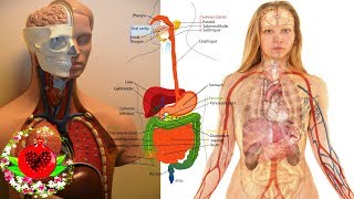 10 предупреждающих знаков того, что ваша печень не функционирует должным образом!