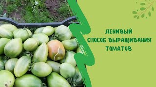 ☝🍅Ленивый способ выращивания томатов