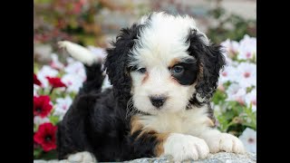 Mini Bernedoodle Puppies for Sale